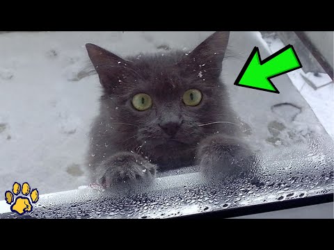 Video: Անասնաբույժները կթողնե՞ն կատուներին: