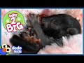 Watch These Tiny Baby Squirrels Get Big and Cute! | Animal Videos For Kids | Dodo Kids Baby To Big