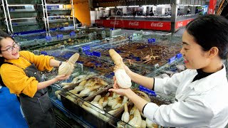 World's Most Expensive Clam! 140 Years of Lifespan Giant ELEPHANT Clam | Vietnam Street Food