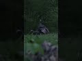 Realtime Vs Slow Motion! Talk about a lucky gobbler! #turkeyhunting