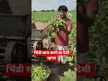 भिंडी साफ करने वाला देशी जुगाड #pilibhitkaraja26 #subscribe #shorts #viralvideo