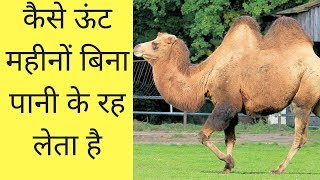 कैसे ऊंट महीनों बिना पानी के रह लेता है? How camel survive without water?