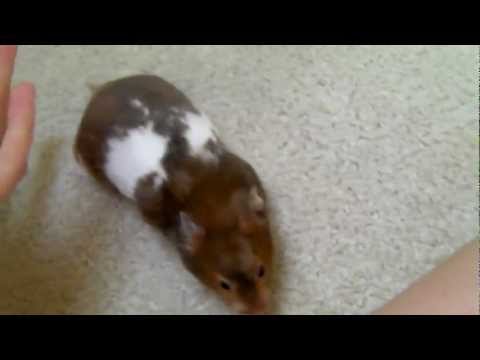 How to Name a Hamster