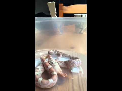 camera iphone 8 plus apk My corn snake eating