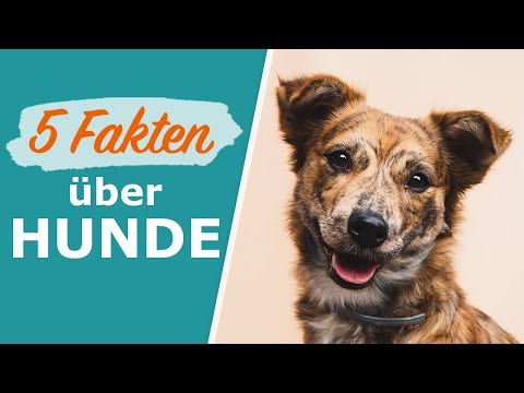 Video: 5 Interessante Fakten über Die Zähne Ihres Hundes