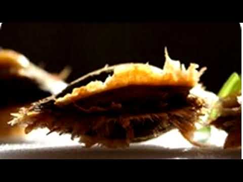 Video: ¿Se deben remojar las semillas de albaricoque?