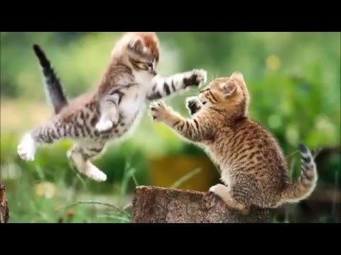  Video  Lucu  Hewan  Video  Koleksi Adegan Lucu  Banget Kucing 