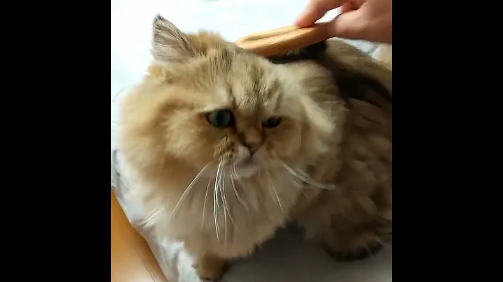 Video 5527021: chinchilla golden persian cat, cute chinchilla golden persian, cute persian cat japan
