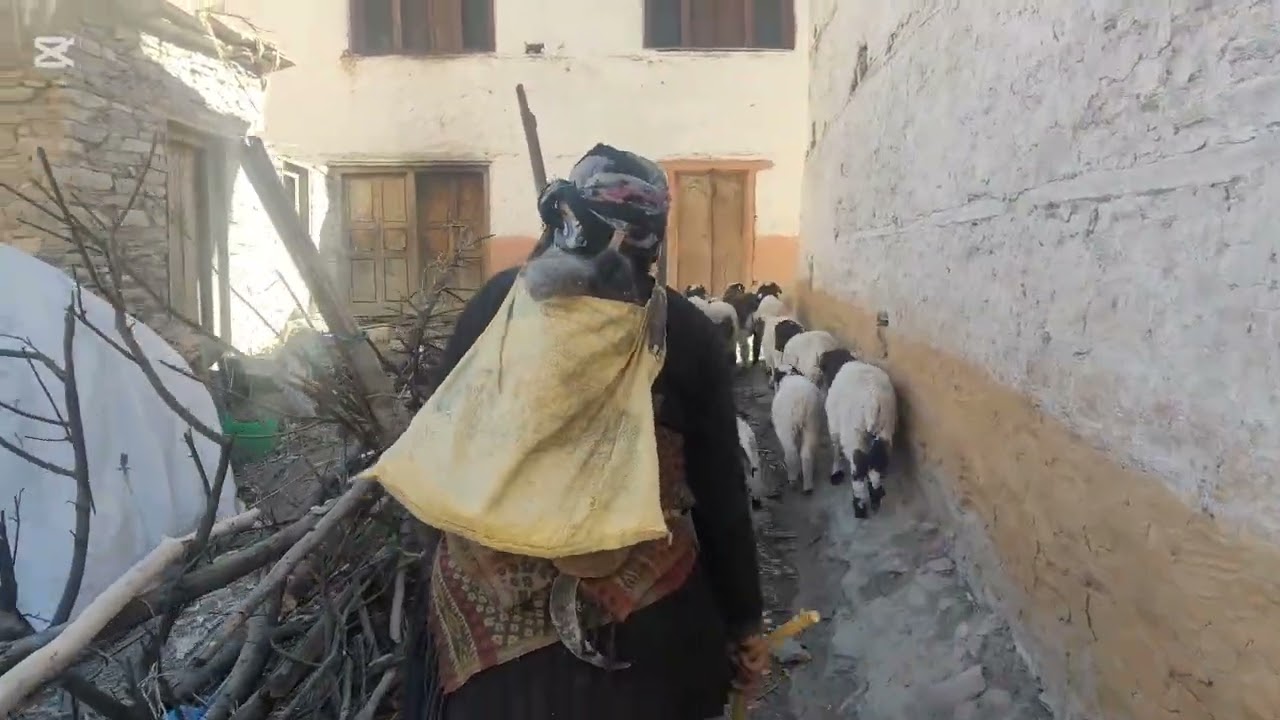 शहरले नदेखेको गाउँको वास्तविक संघर्ष | खोलानाला र भेडासँगैको कस्टकर यात्रा Real Village Life Nepal🇳🇵