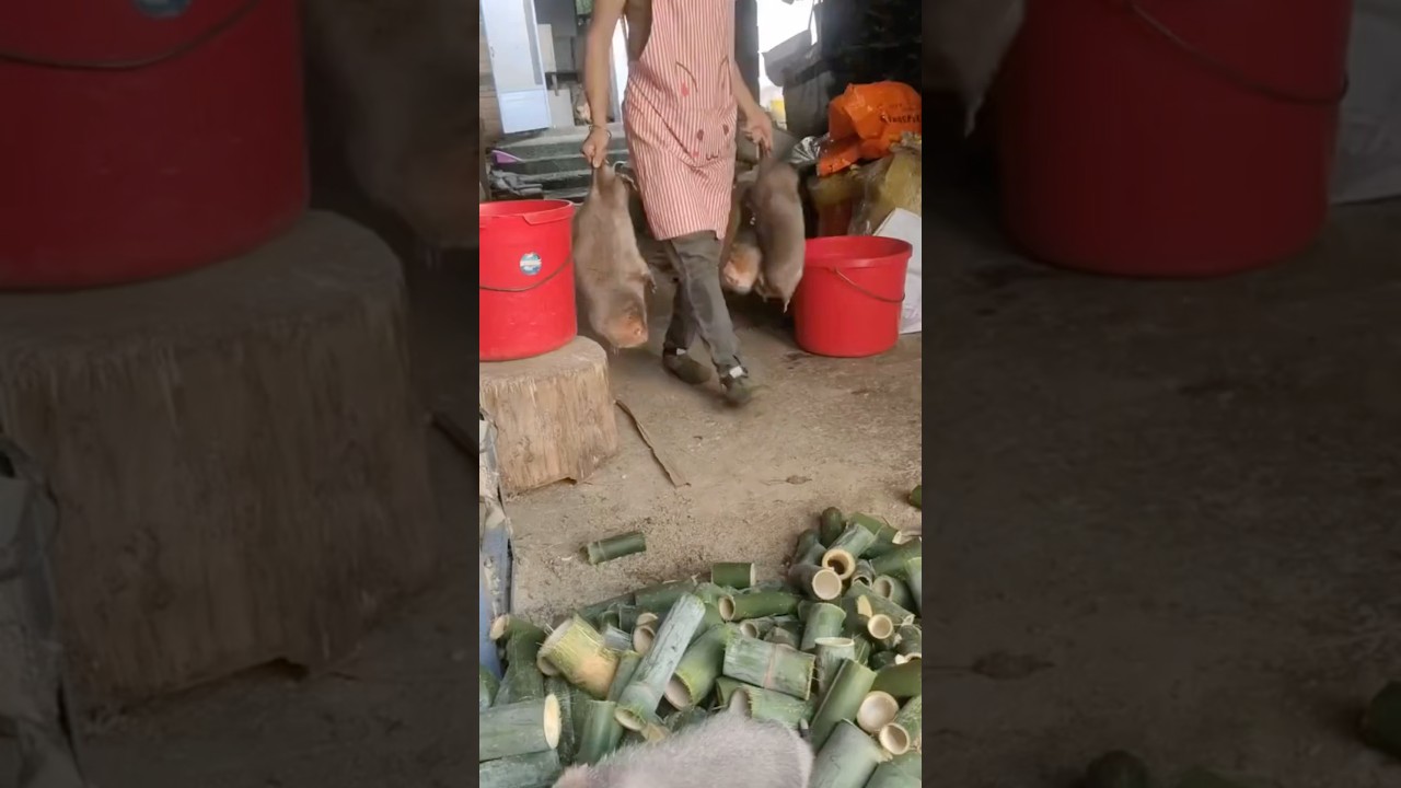 Cómo utilizan los chinos ratas grandes para trabajar.🎋🐀💪