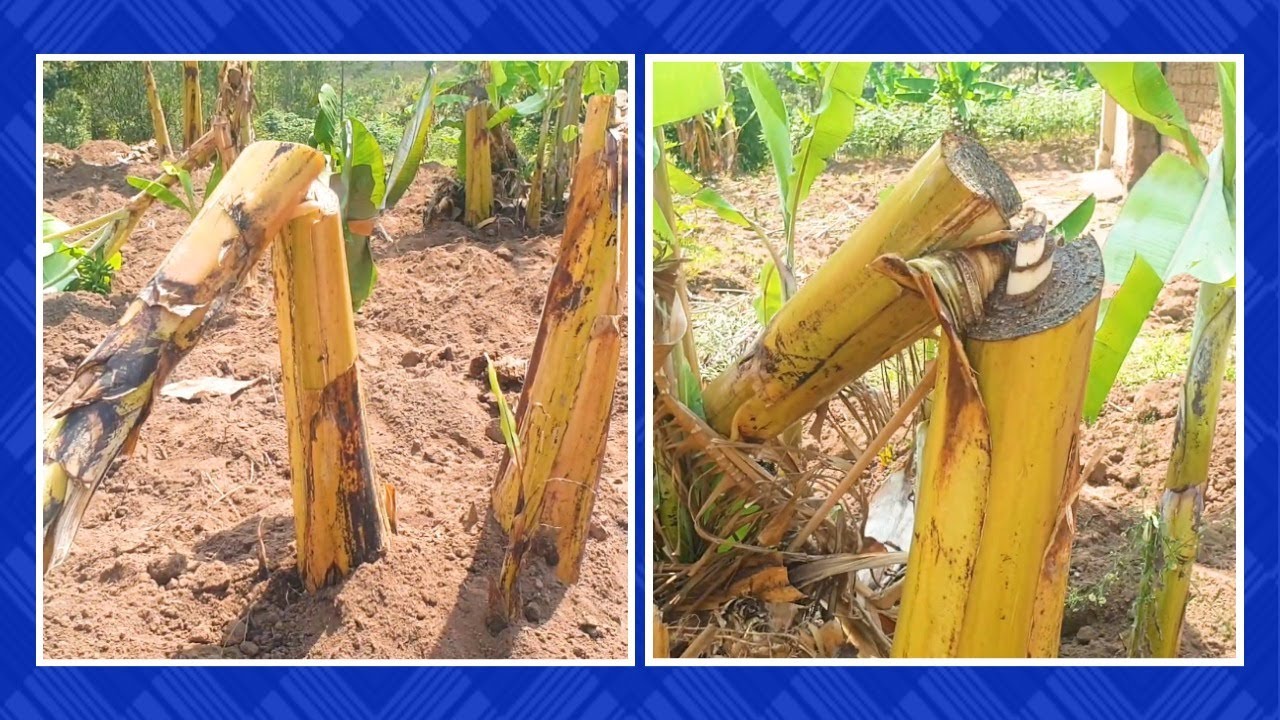 🚨RUHANGO: Mu kagari ka bunyohombe Abantu Bataramenyekana Batemye utuyoki rw’umuturange.