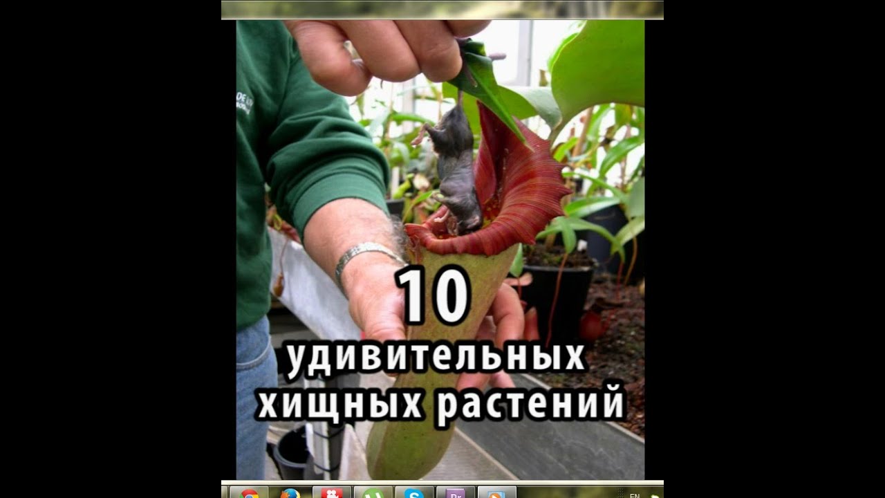 10 удивительных хищных растений