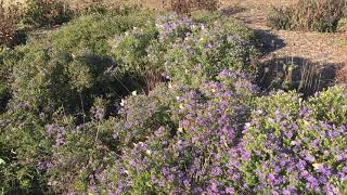 Pollinators nectaring on aromatic aster 'Raydon's Favorite' . Profile