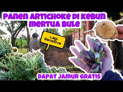 Video: Artichoke, Bunga-sayur