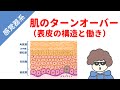 【表皮の構造と働き】肌のターンオーバーとは
