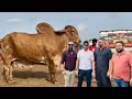 Pak Biggest and Costly Qurbani Bulls 2023 #biggest_bull #bakra #mandi #qurbani_2023 #cattlefarm