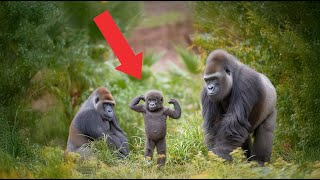 Download Lagu Gorilla geboren met dwerggroei, te zwak om te staan, wat er daarna gebeurt is ongelooflijk MP3