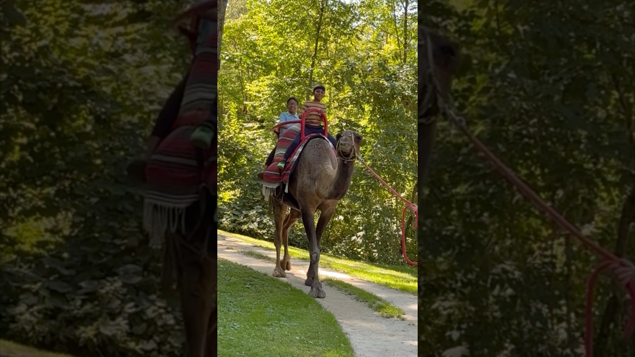 Sivappu Lolaku relatable zoo funny video🐫🐪