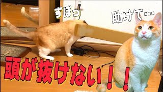 頭が抜けなくなっちゃった猫が最高に可愛い件についてwww