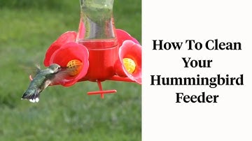 How to Clean a Hummingbird Feeder: A Step-by-Step Guide for Bright, Healthy Feeders