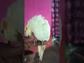 #my hand Tamed Cockatiel bird