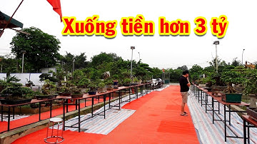 Đại gia mua cây tiền tỷ chỉ bằng tiếng tinh tinh, cây cảnh nghệ thuật, sanh lá móng, si, hoa giấy