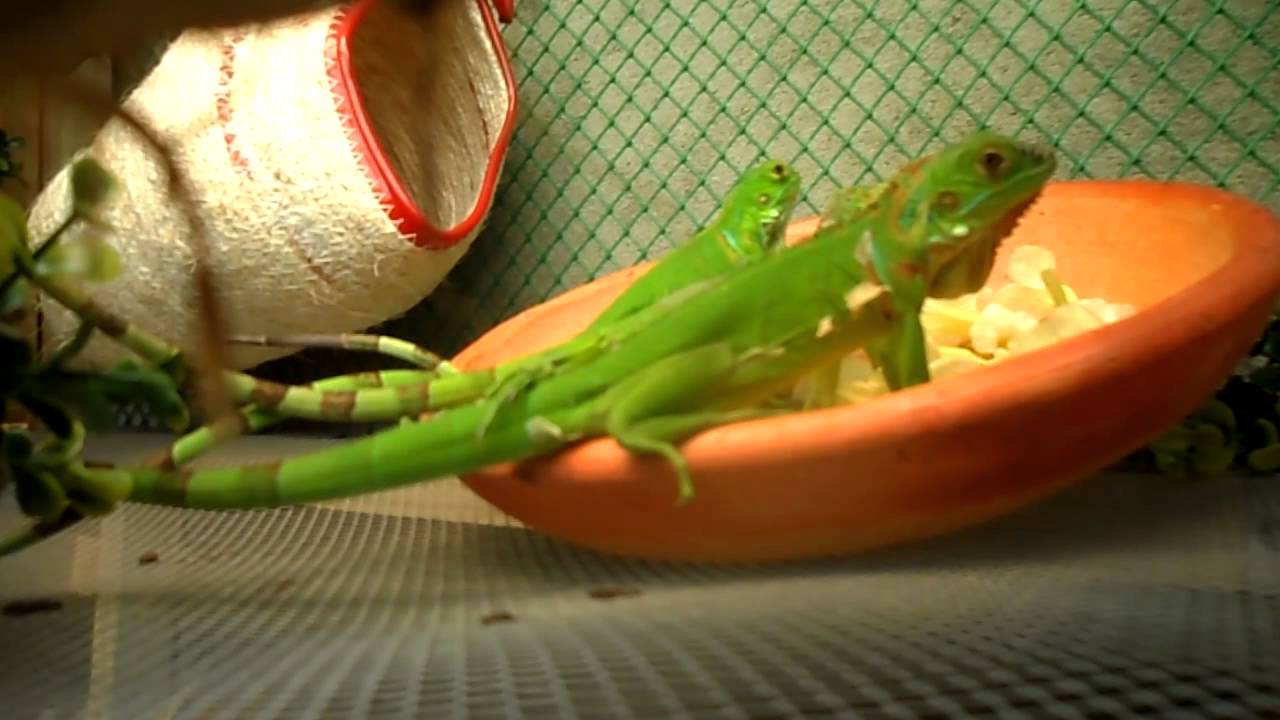 iguanas bebes en el desayuno - YouTube