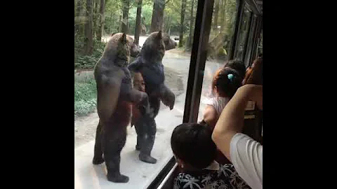 Bears walk on two legs