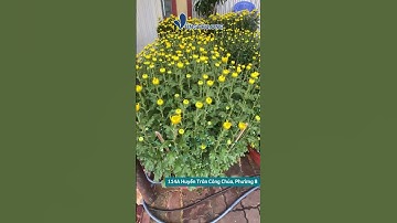 ĐỊA ĐIỂM CHECK IN TẠI VŨNG TÀU - Bán hoa Cúc Vàng chưng Tết 2023  - VungTau.One