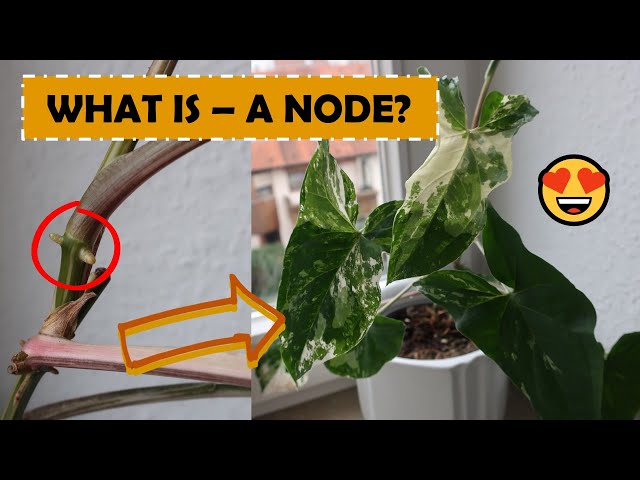 What is a NODE?  Node Propagation | Plantkins - YouTube