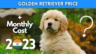 Golden Retriever Dog Price in India 2023 (Monthly Expenses Included)