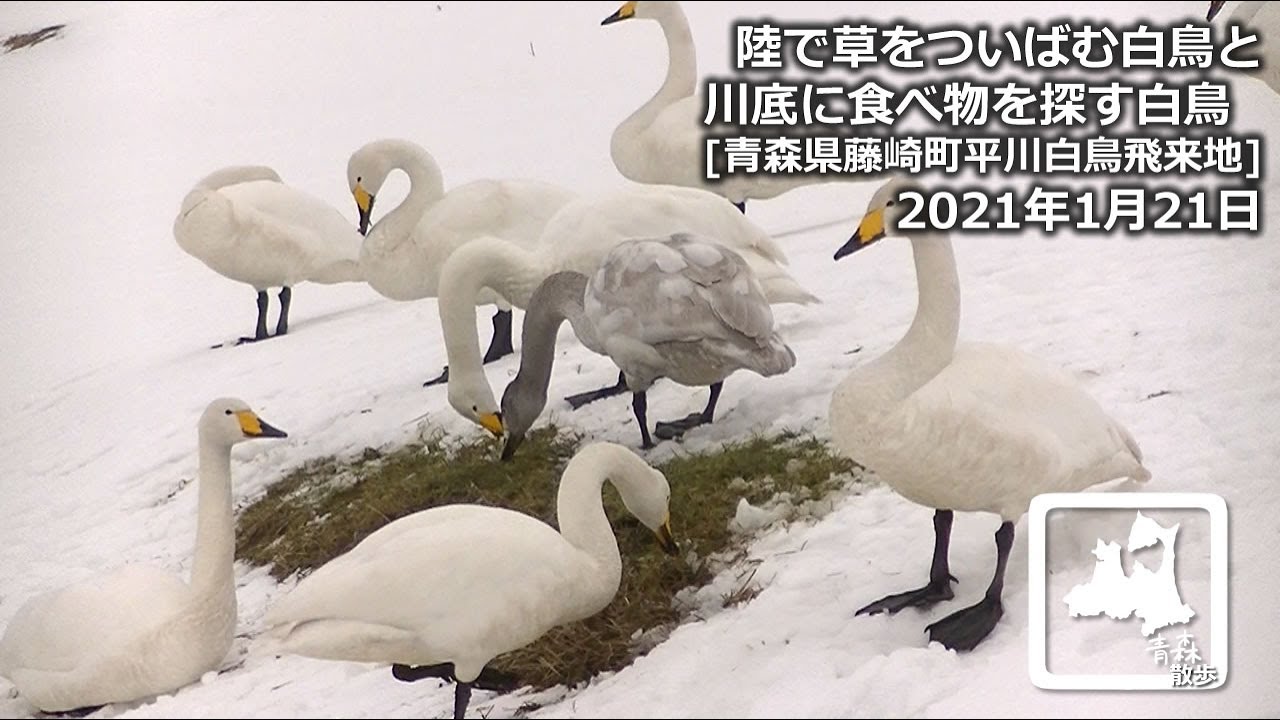 白鳥に会いに 陸で草をついばむ白鳥と川底に食べ物を探す白鳥 21年1月21日 青森県藤崎町平川白鳥飛来地にて Swan Aomori Japan Youtube