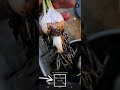 From Day 1 to Week 4 🌱 Garlic Growth Gallery + Card Upgrade