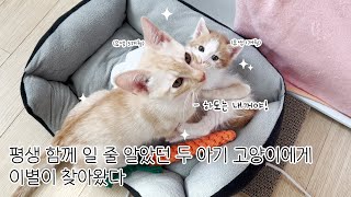 영원할 줄 알았던 두 아기 고양이에게 이별이 찾아왔다.