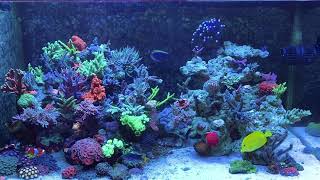 My reef aquarium