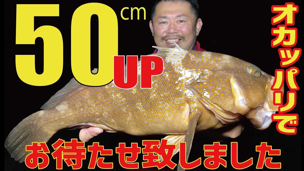 瀬戸内アコウ キジハタ 50cmupゲット Youtube 瀬戸内アコウ キジハタ 50cmupゲット Youtube