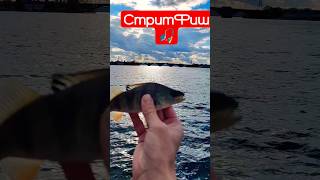 Уличная рыбалка) #рыбалка #микроджиг #fishing #река #bass #nature #streetfishing #mormo #autumn