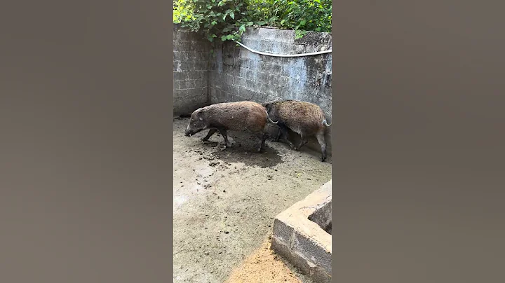 Amazing Wild Boar Farm 🐗 #warthog #pig #boar #viral #animal #wildpig #wildboar #wildlife #farmlife