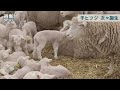 ふわふわ子ヒツジ次々誕生　恵庭えこりん村 （2017/03/16）北海道新聞