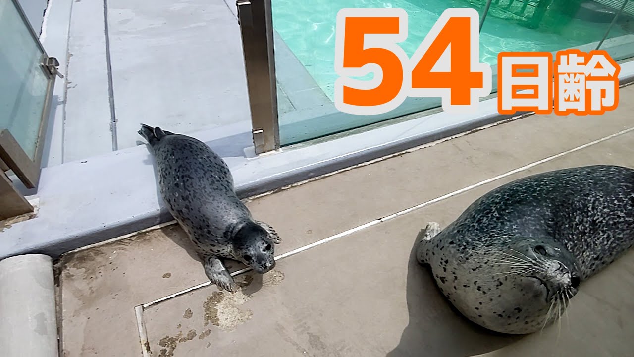 【アザラシ成長記録】はじめてのお散歩　54日齢