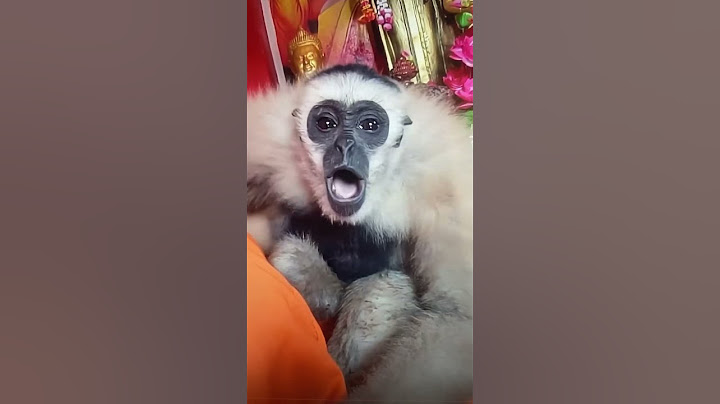 Monkey sounds video #animals #funny