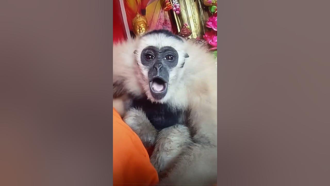 Monkey sounds video #animals #funny