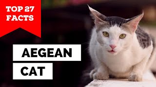 99% of Aegean Cat Owners Don't Know This