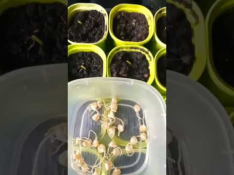 Video: Sađenje sjemena i sadnica kukuruza