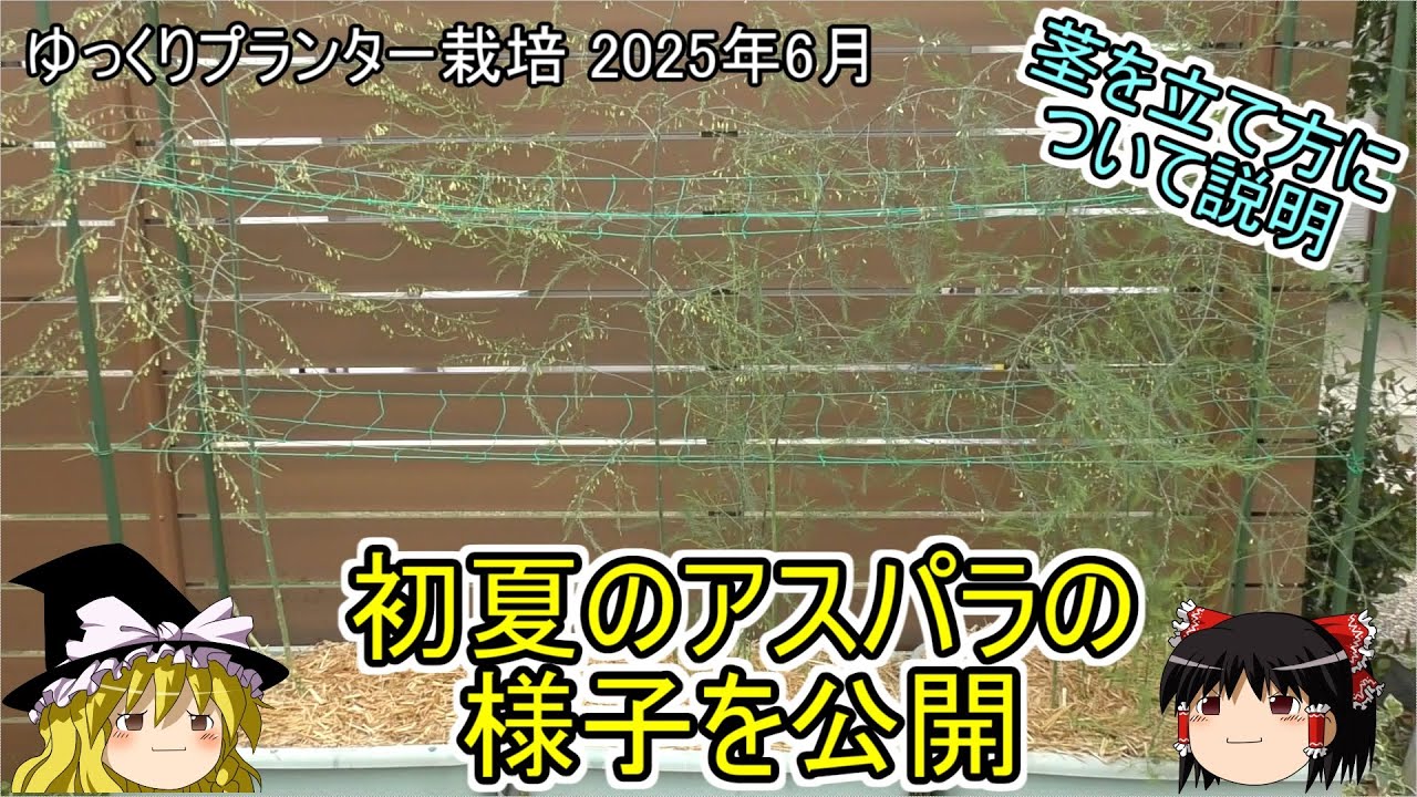 アスパラ栽培　茎の立て方と現状について