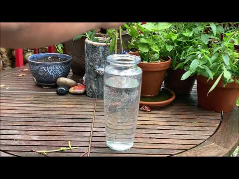 Video: Propagace dřepčíků stříbrných: Zjistěte, jak pěstovat rostliny zimolezu