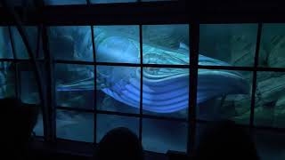 Symbolica  Whale Scene  Efteling Park