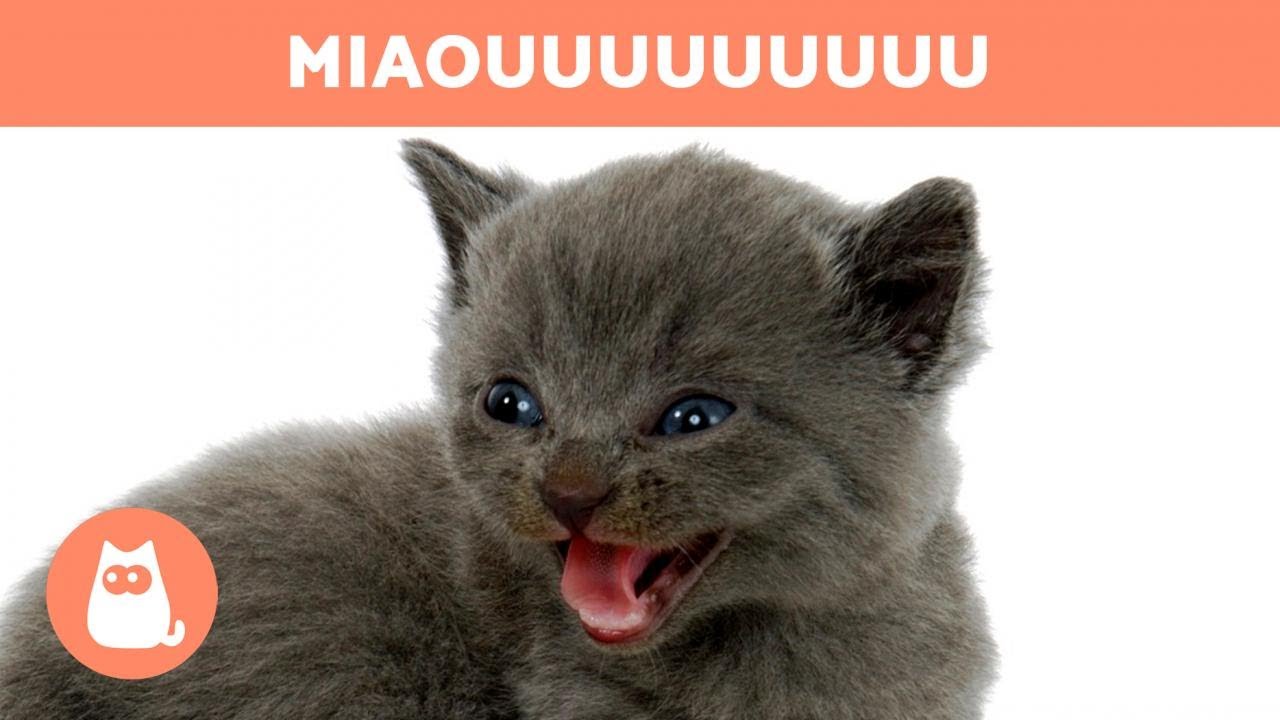 Mon Chat Miaule La Nuit Causes Et Solutions Youtube