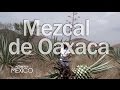 Siempre México | Oaxaca y su mezcal | 2x04