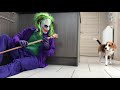 Funny beagles vs the joker beagles louie  marie